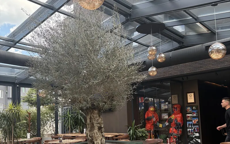The glass-roofed lounge with its olive tree, hanging lights and wooden tables